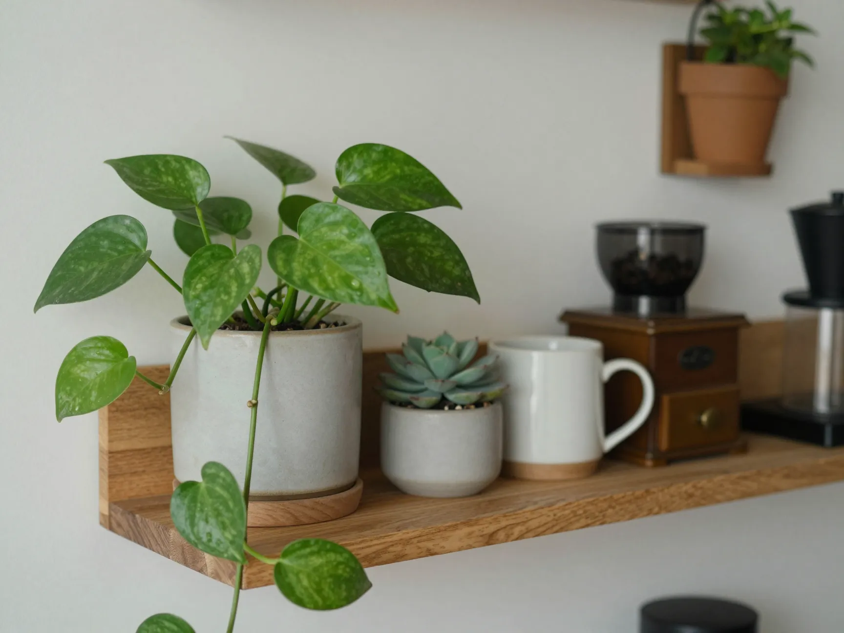 Coffee corner plants pothos succulent small greenery wall planter shelf